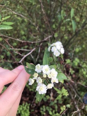 Spiraea