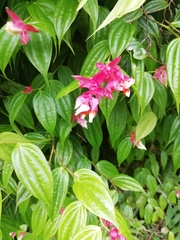 Cavendishia pubescens