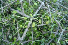 Scandia geniculata