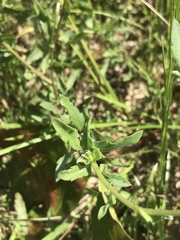 Gaillardia aestivalis winkleri