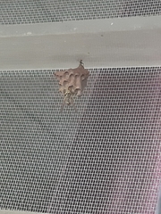 Mischocyttarus basimacula