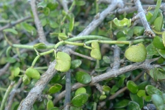 Scandia geniculata