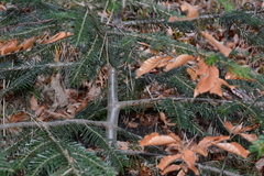 Abies nordmanniana