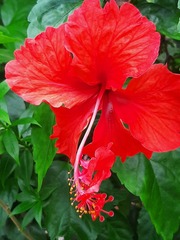 Hibiscus rosa-sinensis