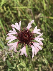 Gaillardia aestivalis winkleri