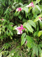 Cavendishia pubescens