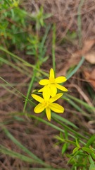 Tricoryne simplex