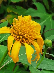 Tithonia