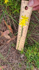 Tricoryne simplex