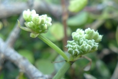Scandia geniculata