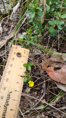 Hibbertia aspera