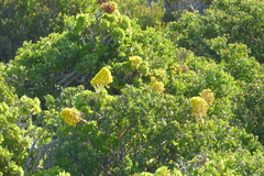 Aeonium arboreum