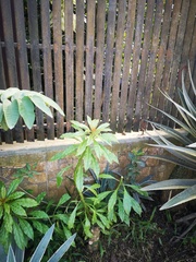 Dysphania ambrosioides