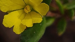 Hibbertia aspera