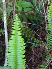 Nephrolepis exaltata