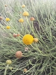 Pentzia incana