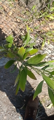 Baccharis latifolia