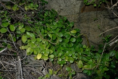 Peperomia urvilleana