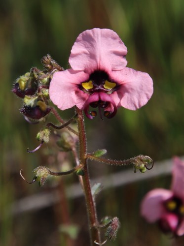 Image of Alonsoa unilabiata by (c) Tony Rebelo, some rights reserved (CC BY-SA)