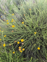 Pentzia incana