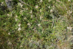 Antennaria dioica