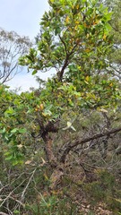 Angophora hispida