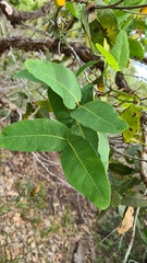 Angophora hispida