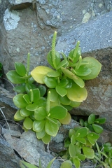 Peperomia urvilleana