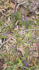 Dampiera stricta