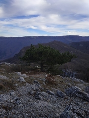 Pinus nigra pallasiana