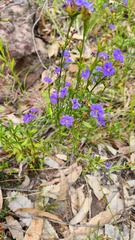 Dampiera stricta