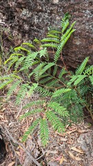 Acacia elata
