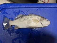 Bairdiella chrysoura