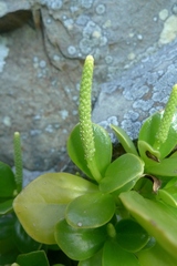 Peperomia urvilleana