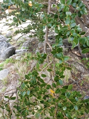 Nothofagus betuloides