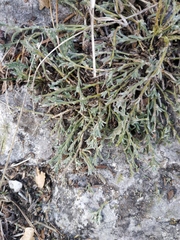 Genista albida