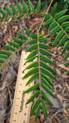Acacia elata