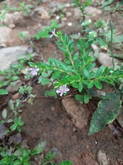 Lythrum alatum