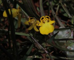 Hemimeris centrodes