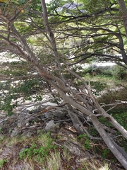 Nothofagus betuloides