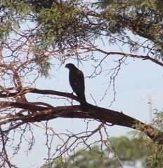 Accipiter