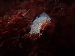Corambe pacifica