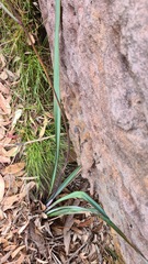 Dianella prunina