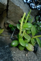 Peperomia urvilleana