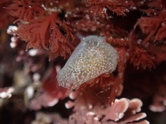 Corambe pacifica