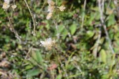 Antennaria dioica