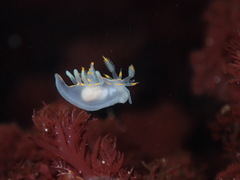 Ancula gibbosa