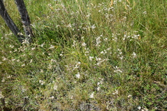 Antennaria dioica