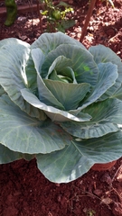 Brassica oleracea capitata