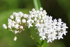 Asclepias perennis image